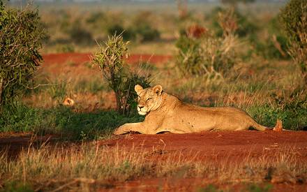 3-Day Masai Mara Budget Camping Safari